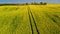 Stunning yellow rape fields from above in sunny day, Poland