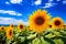 a Stunning yellow sunflowers in full bloom