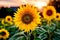 a Stunning yellow sunflowers in full bloom