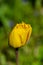 Stunning yellow tulip with intricately trimmed petal edges