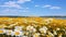 Stunning Yellow And White Daisies In A Field Under A Blue Sky