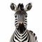 Stunning Zebra Portrait In High-key Lighting: National Geographic Photo