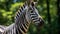 Stunning Zebra Portrait In The Style Of Nikon D850