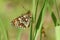 A stunningl rare Heath Fritillary Butterfly Melitaea athalia perching on a blade of grass in woodland.