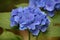 Stunningly Beautiful Flowering Hydrangea Blossom Blooming in a Garden