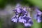 Stunningly Beautiful Flowering Purple Catmint Flower Blossom