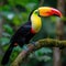 A stunningly beautiful toucan perches on a branch