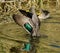 A stunningly colorful Mallard duck