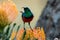 A stunningly colorful Sunbird