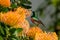 Stunningly colorful Sunbird sitting on a flower