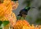 Stunningly colorful Sunbird sitting on a flower
