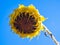 Stunningly colorful sunflower facing downward.