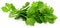 Stunningly Fresh Parsley Leaves - Add a Crisp, Colorful Accent to Your Meal!