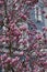 Stunnng pastel pink magnolia flowers, photographed on a bright day in Notting Hill, London UK.