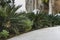 Stunted palm trees grow on the side of the concrete pedestrian path.