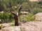 Stunted tree trunk on granite rocks