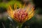 Stupendous close-up of a Leucospermum flower-