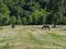 Stura di Demonte valley at summer. Horse and donkey