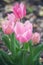 Sturdy and brave pink tulips blooming in an otherwise barren garden in early spring.