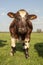 Sturdy brown and white cow standing in front on a green meadow under a blue sky.