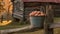 a sturdy bucket brimming with freshly collected eggs, nestled beside the picket fence of a rustic chicken coop