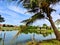 a sturdy coconut tree beside a small lake, Aceh. Indonesia