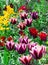 A sturdy flower stem sticks out of the noble purple tulip leaves