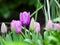 A sturdy flower stem sticks out of the purple tulip leaves