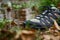 Sturdy Hiking Boots in Puddle on Forest Trail