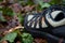 Sturdy Hiking Boots in Puddle on Forest Trail