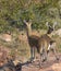 Sturdy Male and female Klipspringer pair standing tiptoe on a rock