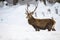 Sturdy male of red deer with fluffy fur wading through the snow