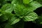 Sturdy Mint herbs wooden. Generate Ai