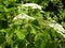 Sturdy and tall Giant Hogweed plant and grapevine