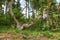 Sturdy tree in a wild forest in summer. A wilderness landscape of various green vegetation with bushes and shrubs