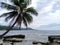 sturdy trees and hard coral on the beach