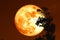 sturgeon blood moon on the night sky back silhouette trees