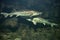 Sturgeon fish swim at the bottom of the aquarium. Fish underwater.