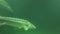 Sturgeon fish swimming in green water