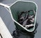 Sturgeon in landing net on fish farm