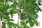 Sturnus cineraceus in the tree