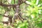 Sturnus cineraceus in the tree