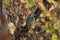 Sturnus vulgaris or common starling in the vineyard