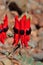 Sturt Desert Pea.