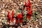 Sturt Desert Pea Flowers - Swainsona formosa