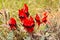 Sturt`s Desert Pea desert outback Australia