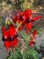 Sturt`s Desert Pea flower in blood red, Australian wildflowers p