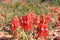 Sturt\\\'s desert pea (Swainsona formosa)