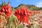 Sturt\\\'s desert pea (Swainsona formosa)