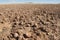 Sturt stony desert, Australia.